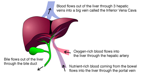 liver-anatomy_diagram.