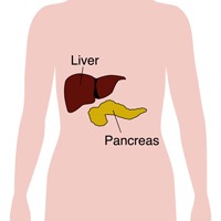 This is where the liver is situated diagram